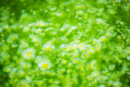 野菊花 多重曝光