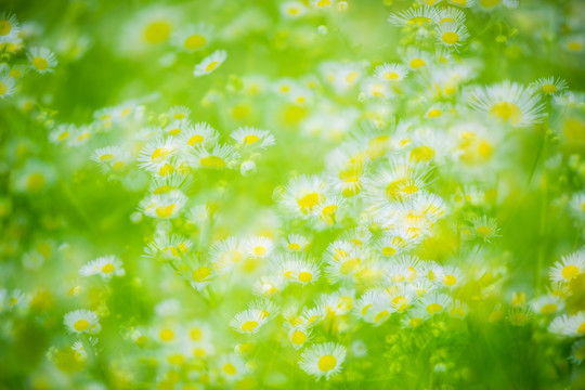 野菊花 多重曝光