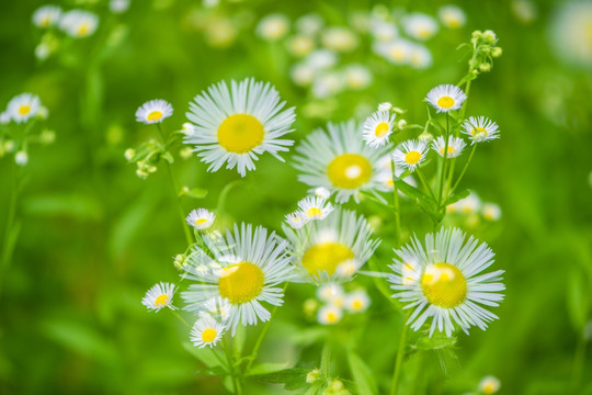 野菊花 多重曝光