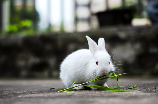 小白兔吃草