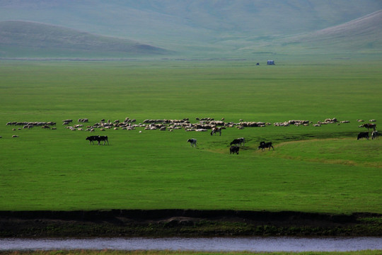 夏季草原牛群