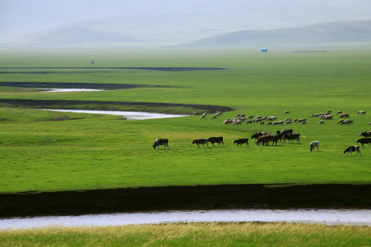 夏季草原牧场漂流牛群