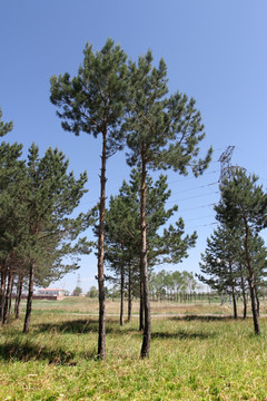 松树 树林 植被 自然风景 树