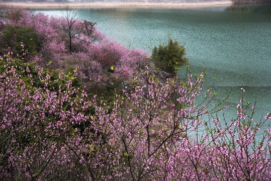 春色桃花湖