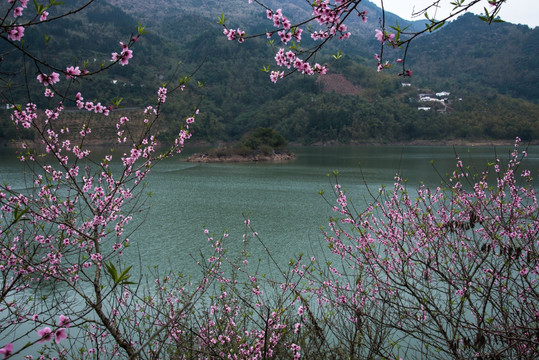 春天桃花湖