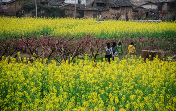 连平桃花乡村