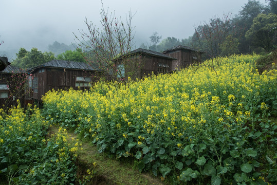 春色油菜花