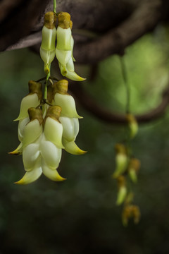 禾雀花