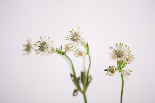 白菊 小菊花