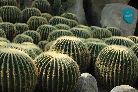 植物园