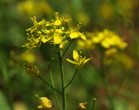 油菜花