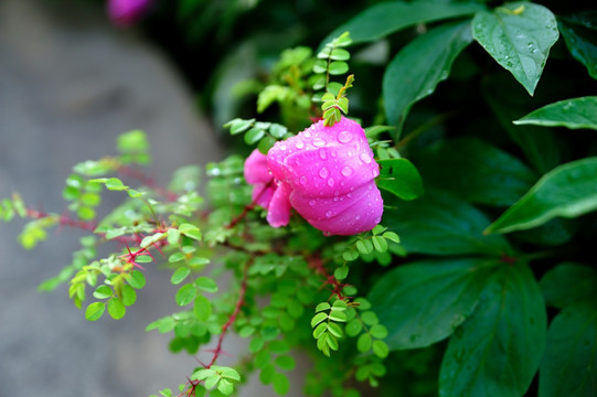 芍药含露