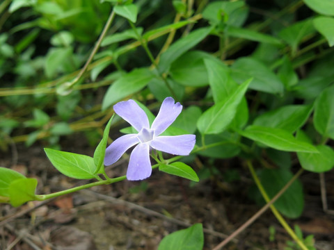 蔓长春花