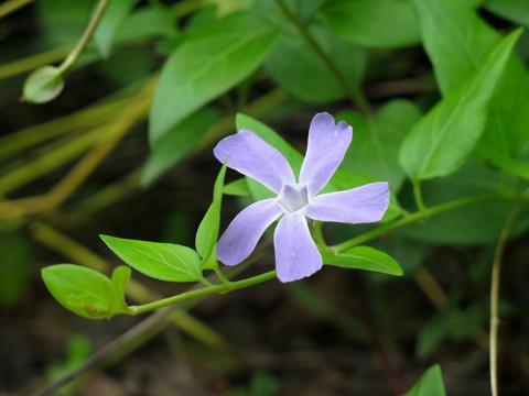 蔓长春花