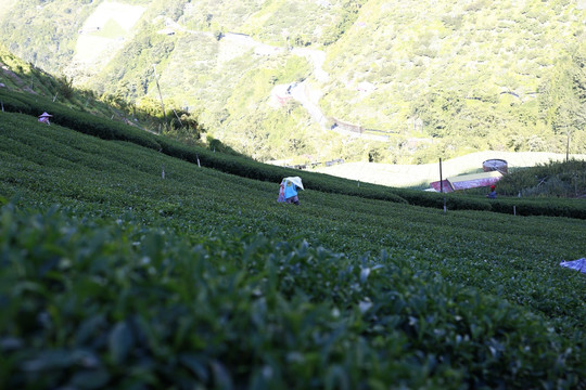 大山采茶