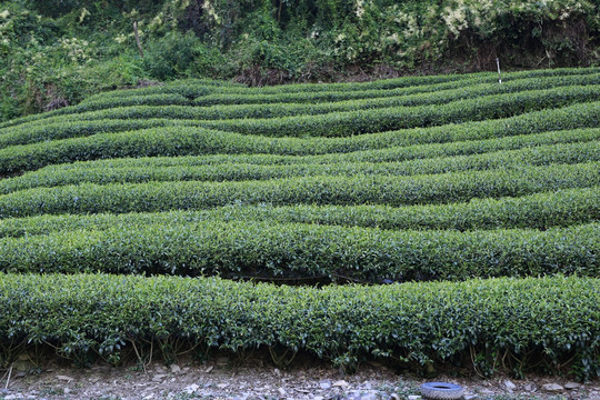 茶园  茶山  茶叶种植