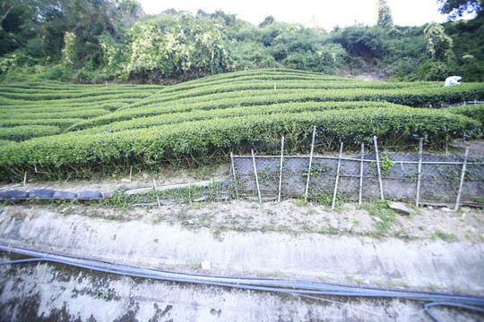 茶叶种植  茶园