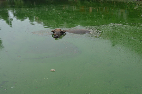 水牛