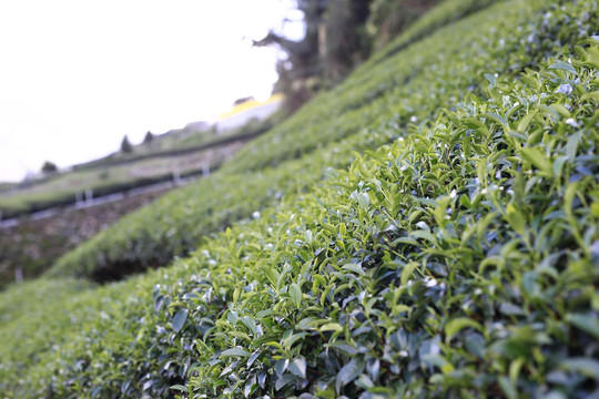 茶园  茶山 绿茶