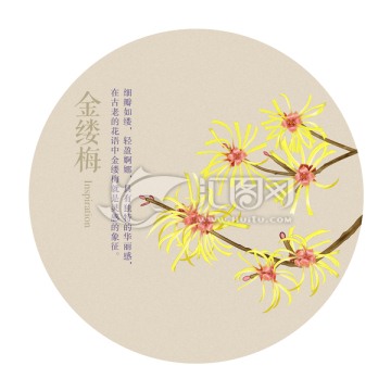 花語 金縷梅