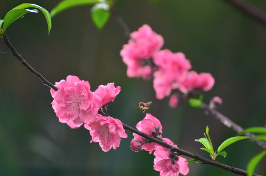 桃花丛中的蜜蜂