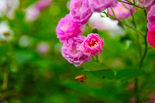 花卉  鲜花