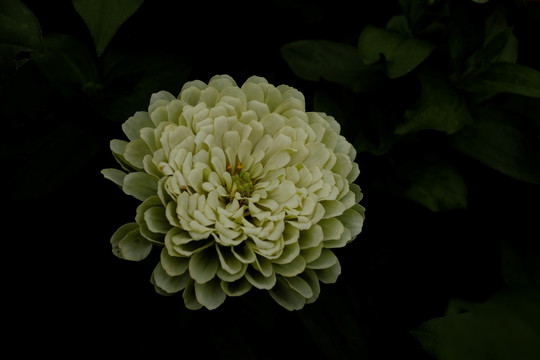 白色鲜花花卉摄影素材