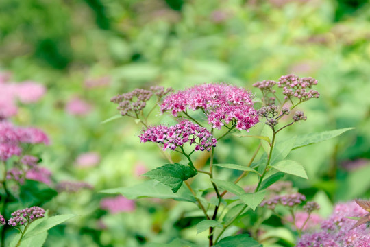 粉花绣线菊