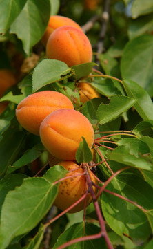 杏树 杏