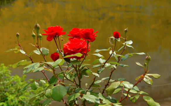 红色月季花