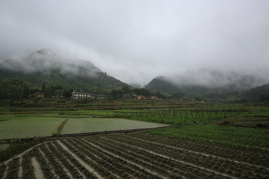 田野