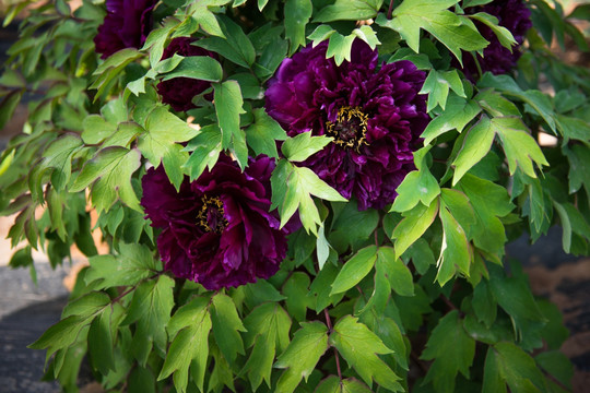 黑花魁牡丹花 墨紫色牡丹