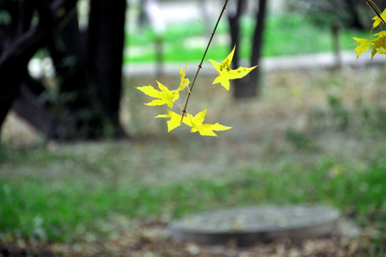 秋天枫叶摄影