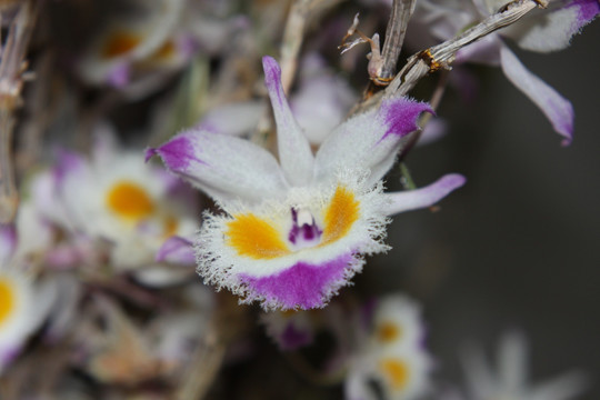 紫皮石斛花