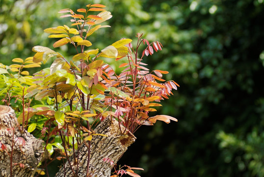 春天 荔枝树 嫩枝 嫩芽