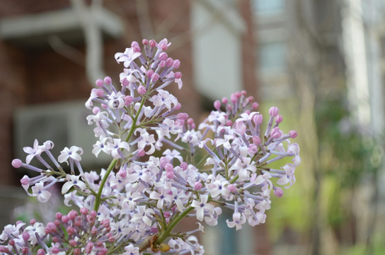 丁香花