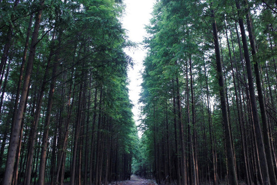 城市绿道