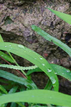 露珠与野草