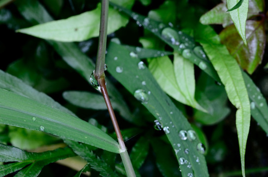 草叶与露水