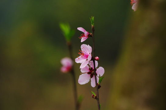 桃花