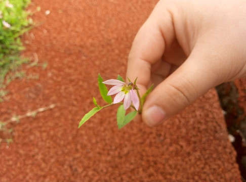 半边莲 淡紫色小花