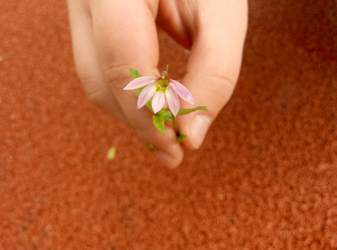 小莲花 半边莲