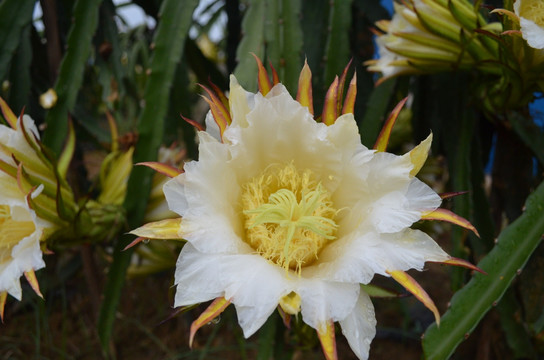 火龙果花