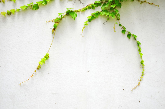 爬山虎 白墙壁 植物墙