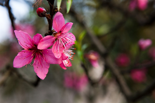 桃花