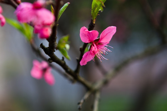 桃花