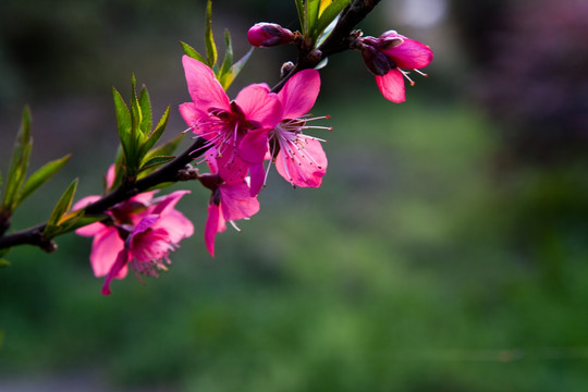 桃花