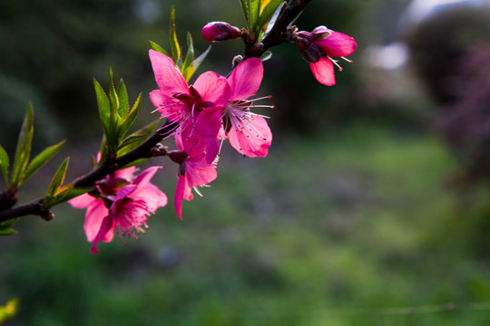 桃花