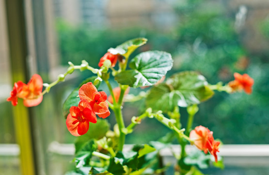 花 海棠 花卉 海棠花 盆栽