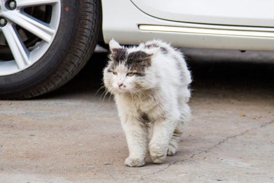 流浪猫